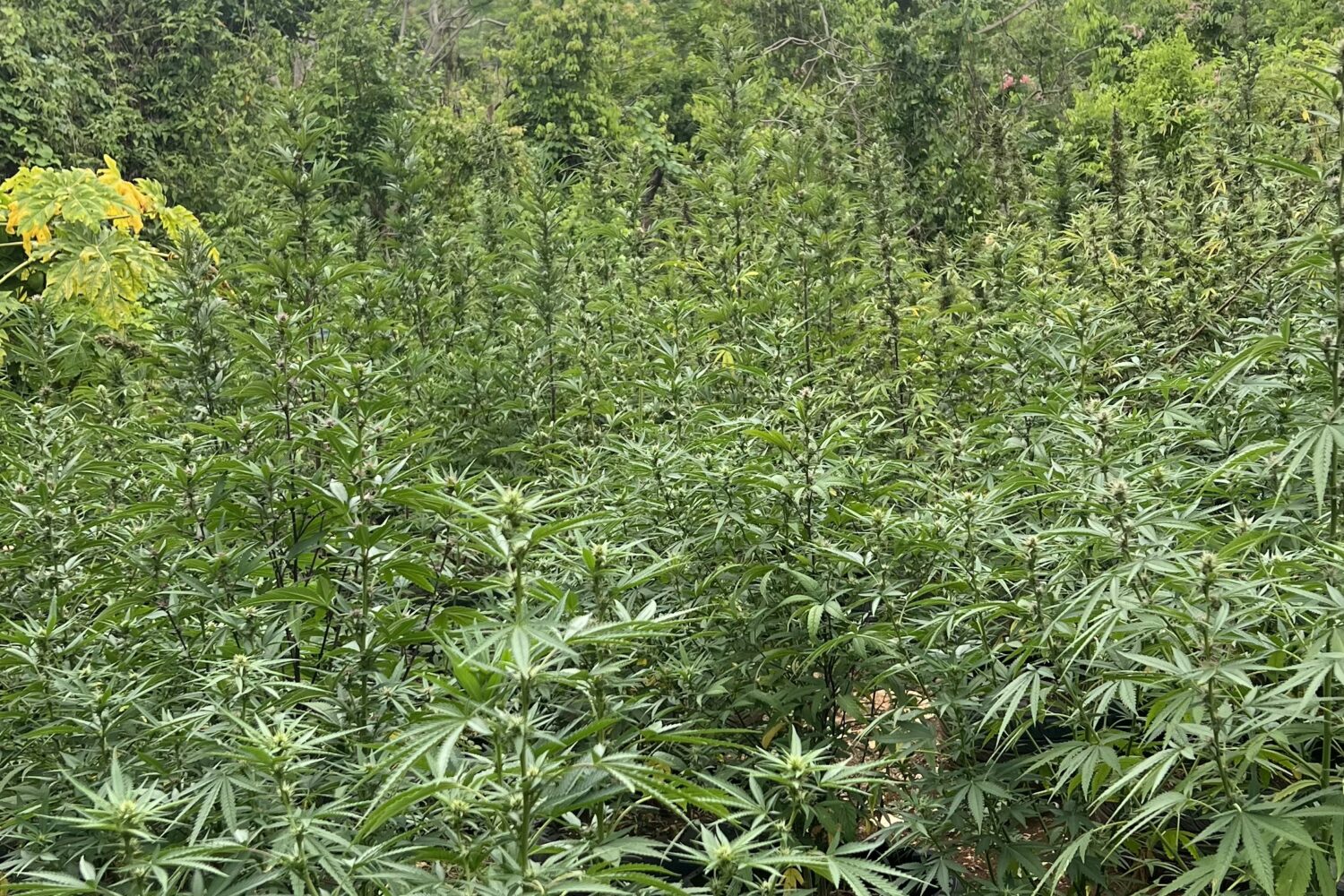 weed farm in montego bay